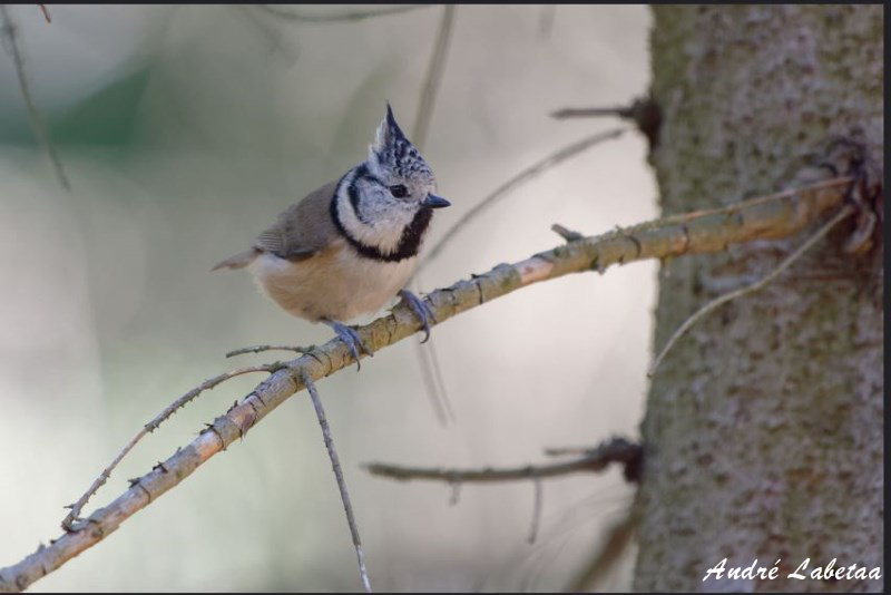 Mésange huppée.jpg